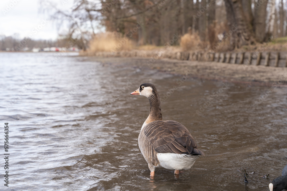 Nürnberg Dutzendteich Graugans Nürnberg Dutzendteich Graugans