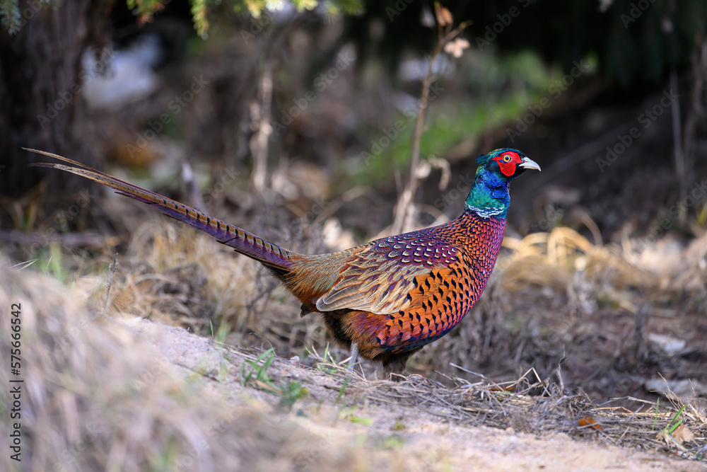Fototapeta premium A pheasant is looking for food at the edge of the park.