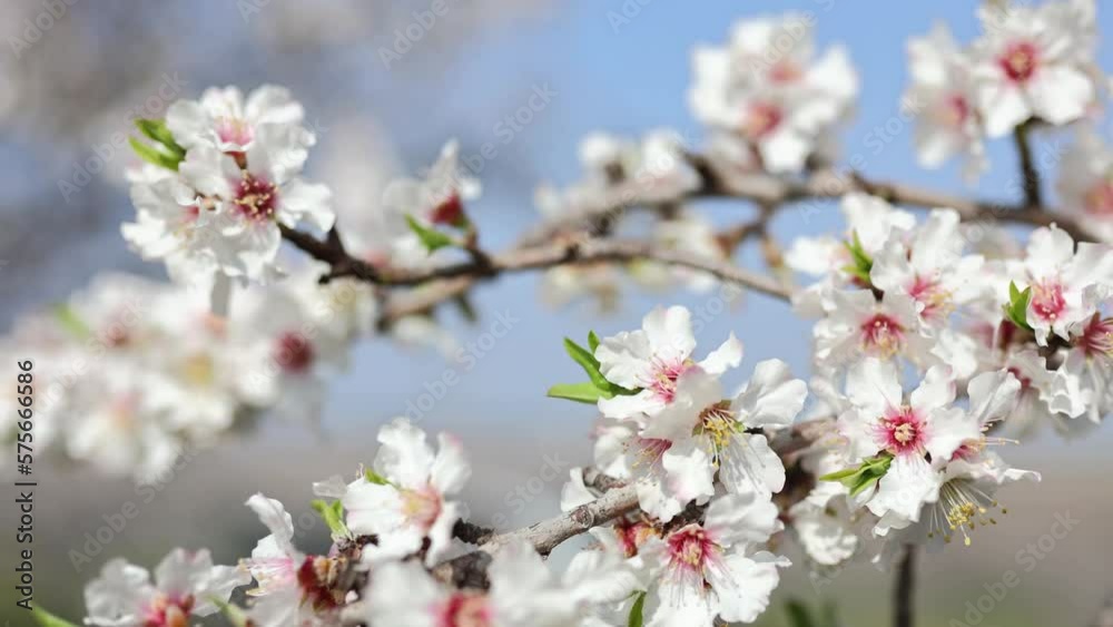 Slow motion close-up of blooming almond tree branches with flowers. Almond trees blossom Slow motion close-up of blooming almond tree branches with flowers. Almond trees blossom