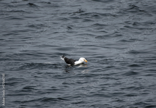 Great Black Backed Gull