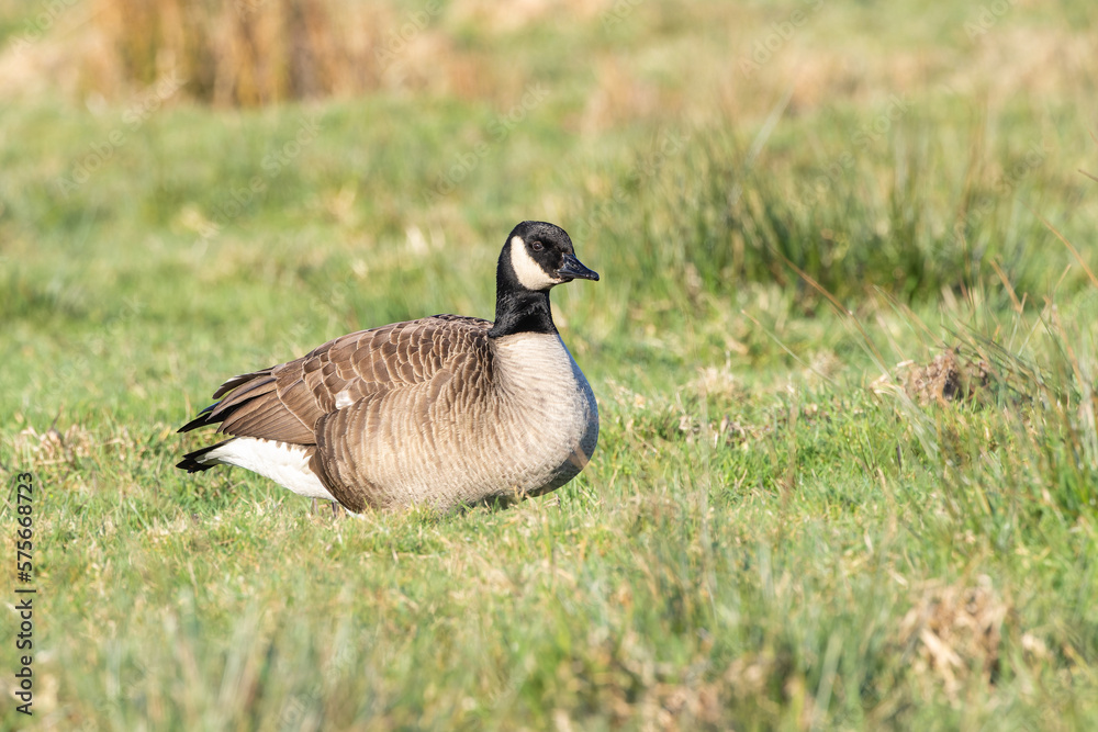 Close up of Small Canada Goose, Branta hutchinsii, with white nape throatband foraging in a green grassy meadow with attentive look in the eyes Close up of Small Canada Goose, Branta hutchinsii, with white nape throatband foraging in a green grassy meadow with attentive look in the eyes
