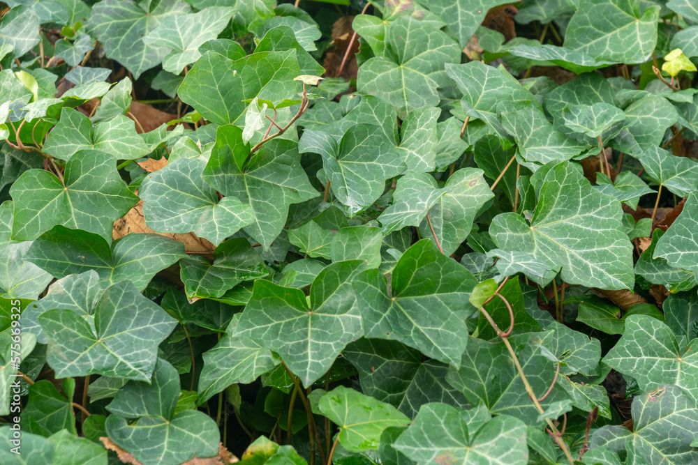 Green hedera ivy ivies plants creating a texture background Green hedera ivy ivies plants creating a texture background
