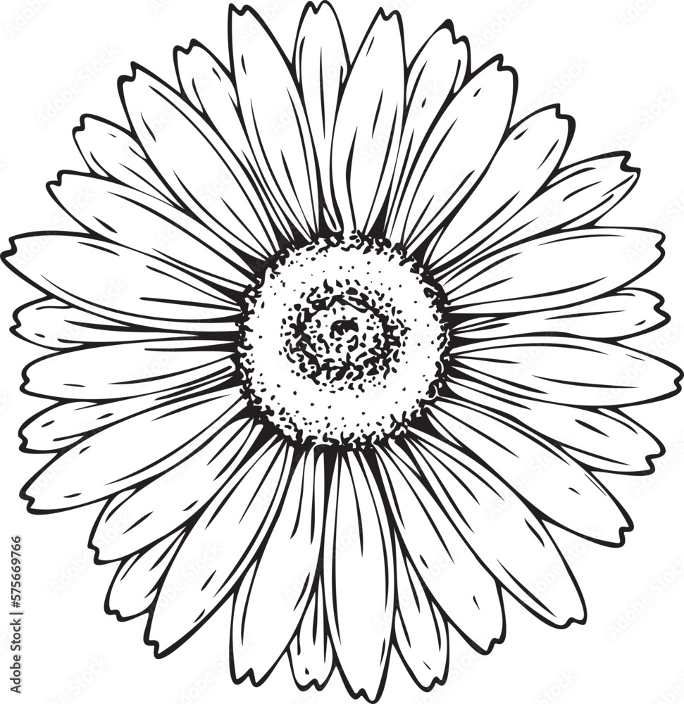 Vector illustration, isolated, black and white chamomile flower, with veins. For holiday, invitation, congratulations, decoration and as a design element. Drawn by hand.
