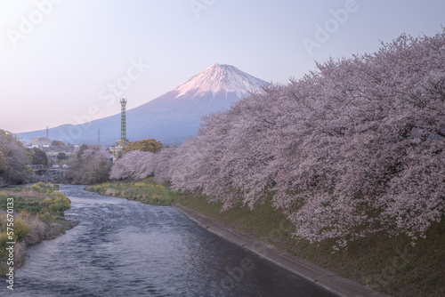 静岡県 龍巌淵 富士山 桜