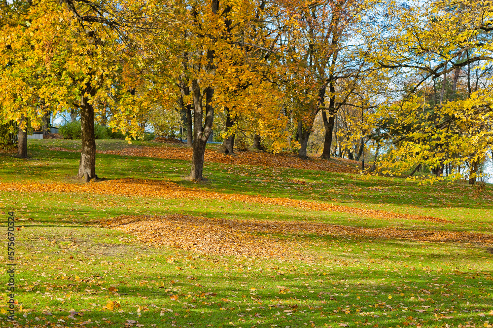 park in autumn, in the photo are trees in autumn, a meadow and fallen multi-colored leaves