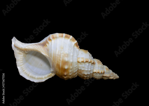 Shell collection: Wonders of the sea. Charonia lampas rubicunda