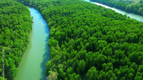 The green mangrove forest lining a winding river is a verdant wonder, offering shelter and sustenance to numerous species and serving as a vital natural defense against erosion and flooding. 4K
 photo