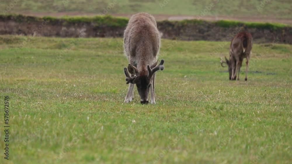 venado cola blanca comiendo en los páramos del cotopaxi venado cola blanca comiendo en los páramos del cotopaxi