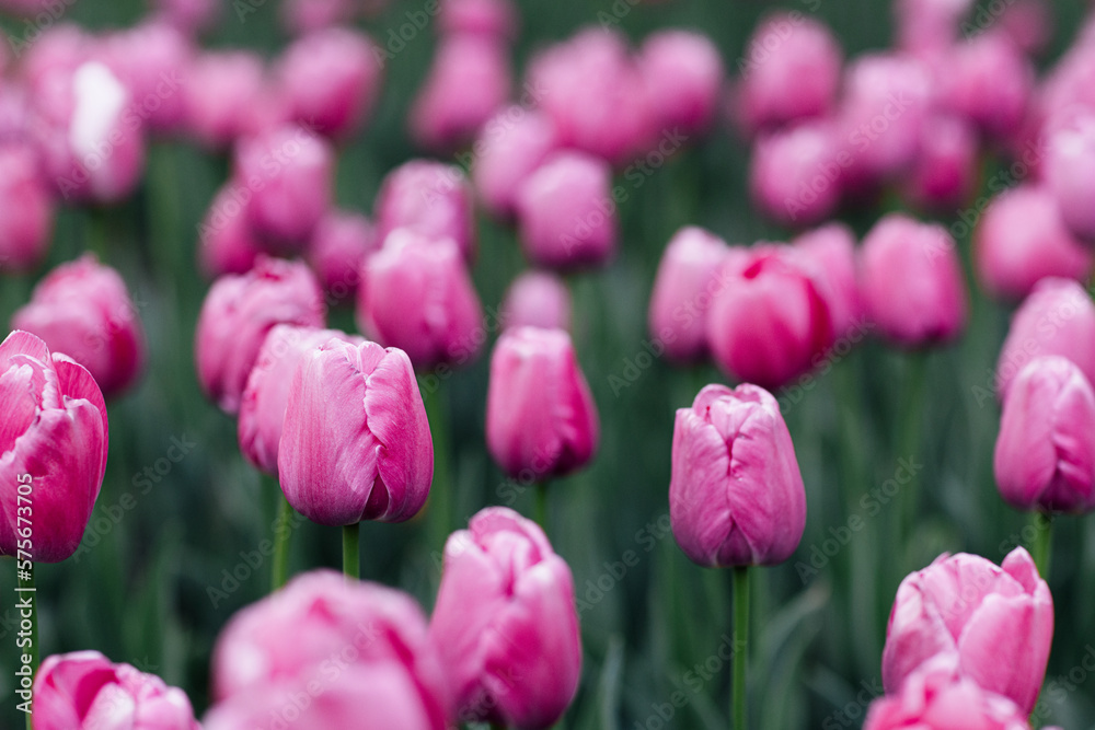 Beautiful floral spring abstract background of nature. Pink tulips with selective focus. Web Banner For easter and spring greeting cards Beautiful floral spring abstract background of nature. Pink tulips with selective focus. Web Banner For easter and spring greeting cards