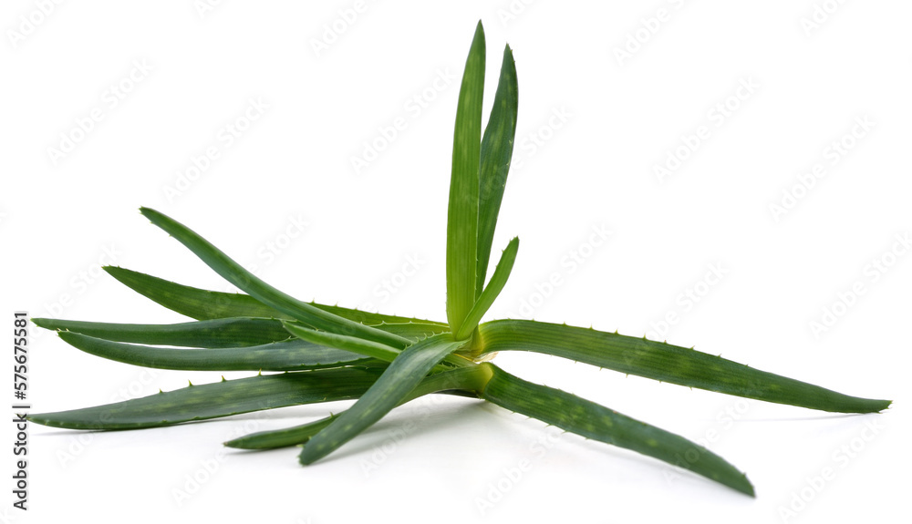 Fototapeta premium Green aloe leaves.