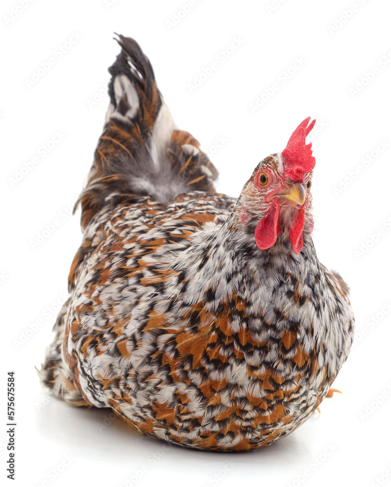 Fototapeta premium One red chicken.