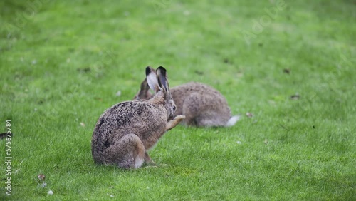 Two bunnies on green lawn eating gras