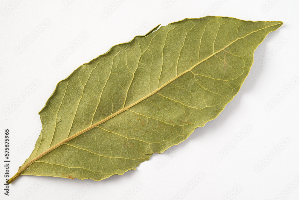 Obraz premium Bay leaf isolated on white background