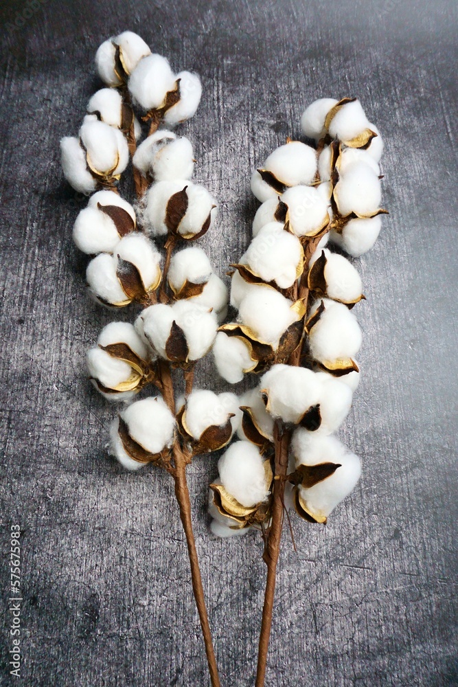 white cotton plant on dark background white cotton plant on dark background