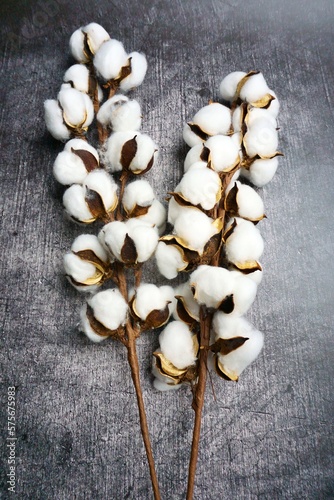 white cotton plant on dark background © Linda