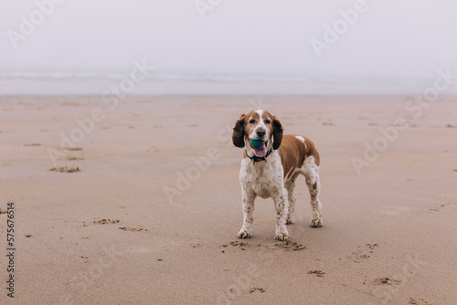 Obedient spaniel dog on the beach with ball, standing on sandy shore on a cloudy day