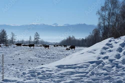Cows on a snow-covered field with poop. Landscape with a herd of cows on the background of mountains and trees.