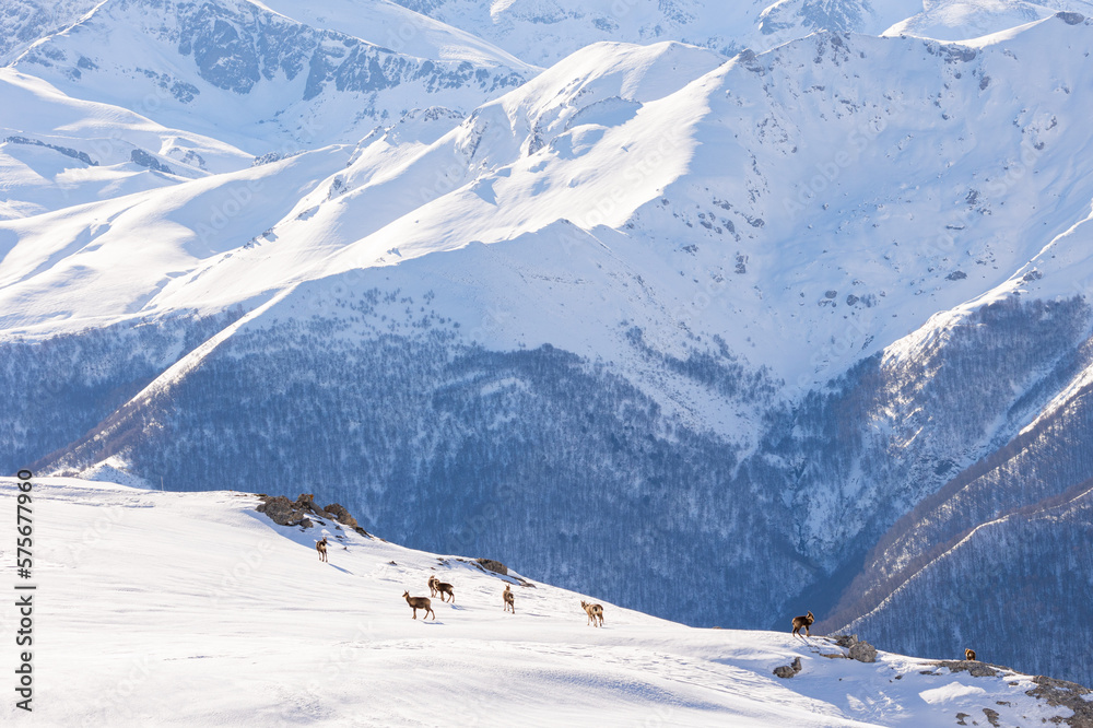 Chamois in snowy Picos de Europa
