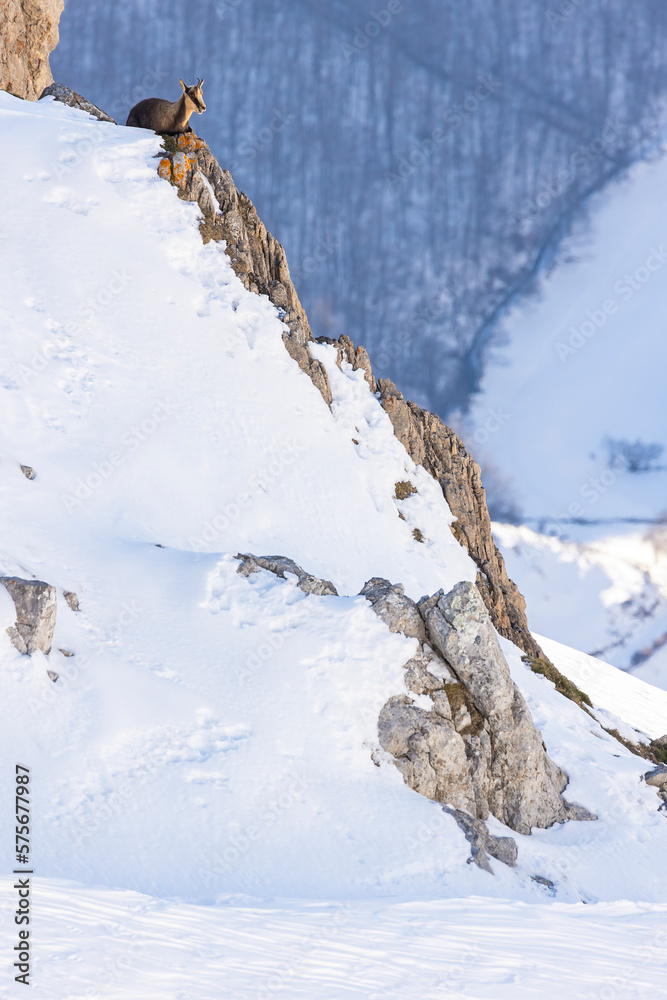 Chamois in snowy Picos de Europa