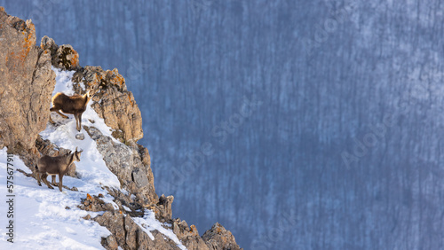 Chamois in snowy Picos de Europa