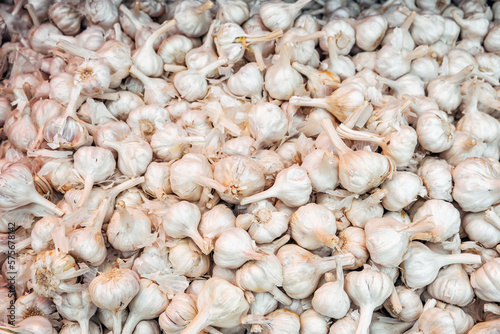 Lots of unpeeled white garlic on the market, vegetable light background. General view, top view