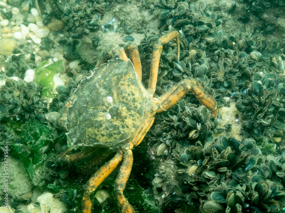Green Crab Green Crab