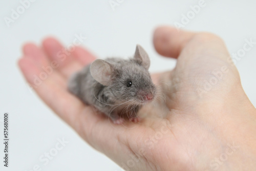 Little pet: mouse on arm. Long haired decorative little mouse. Home animal, fun pet. Cute mice. Bicolor splashed mouse on white background. Decorative satin mouse. Photo of mice, pet. Animal and hand