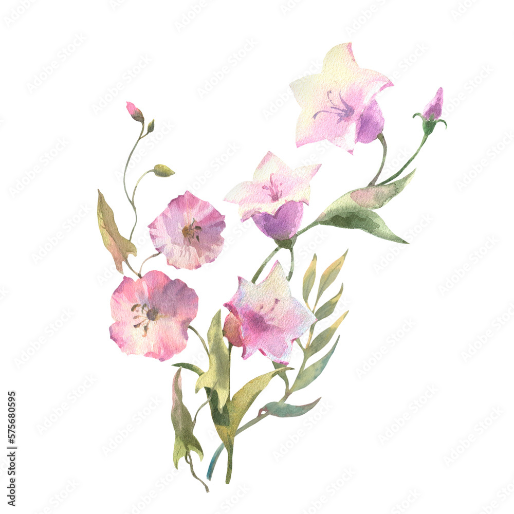 Watercolor Field flowers, bluebell flower and bindweed bouquet, isolated on white background. Good for cosmetics, medicine, treating, aromatherapy, nursing, package design, postcards.
