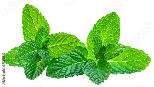 Mint leaves isolated on the white background. Mint, peppermint (Mentha)  close up.