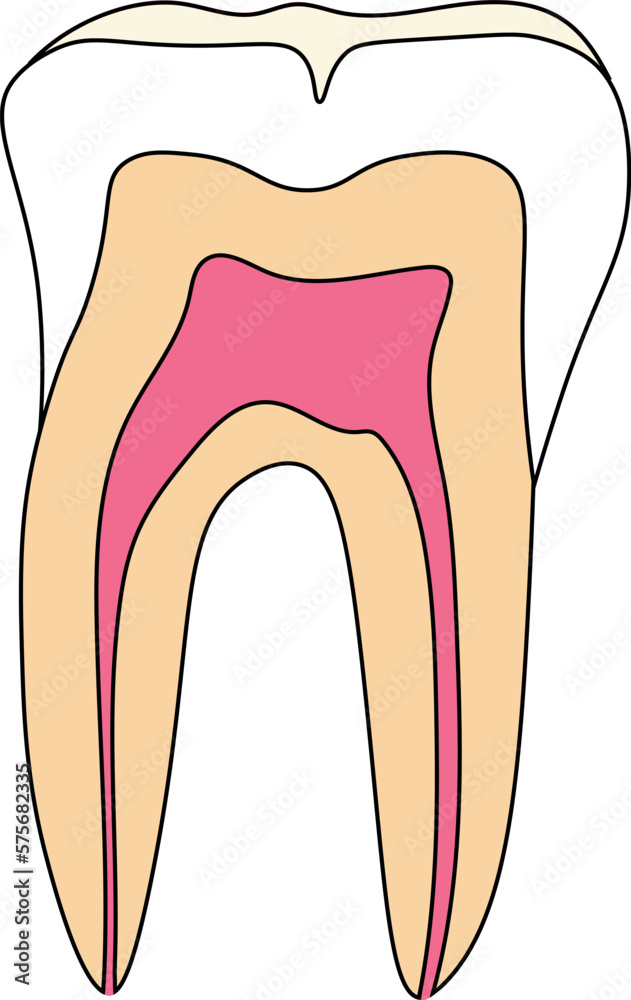 Structure of human tooth (molar) in cross section Structure of human tooth (molar) in cross section