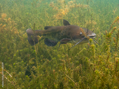 Brown Bullhead Catfish photo