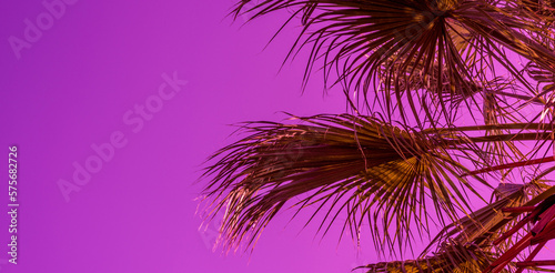 Surreal background pink palm branches against pink  purple sky  background  texture  close up. Banner.