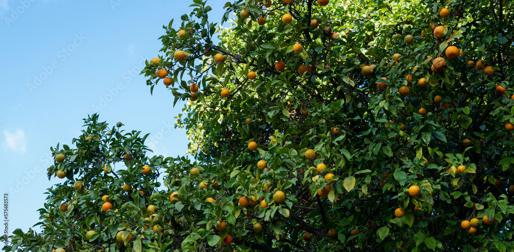 Orange tree with fruits against blue clear sky, background.	