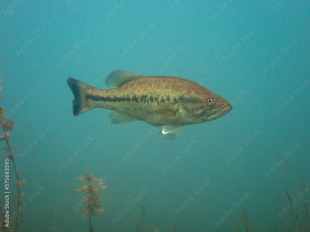 Largemouth Bass Largemouth Bass