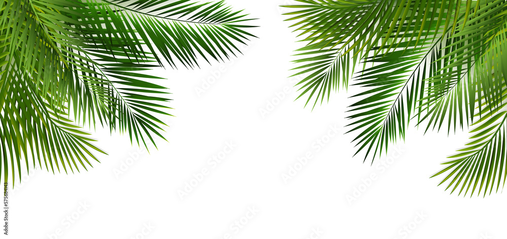 Green Palm Leaf Frame And Isolated White Background