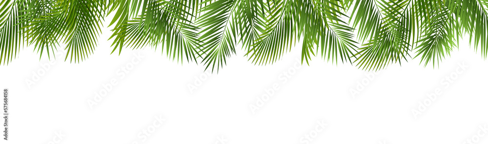Green Palm Leaf Frame Isolated White Background