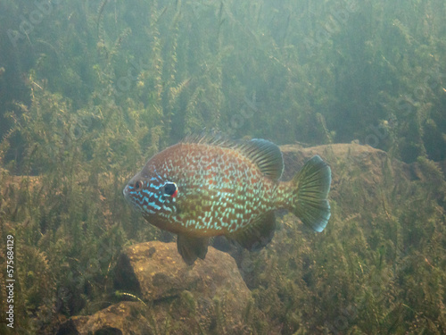 Pumpkinseed Sunfish photo