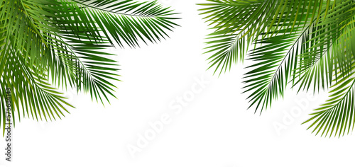 Green Palm Leaf Frame And Isolated White Background