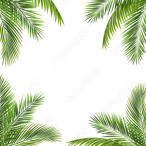Green Palm Leaf Isolated White Background