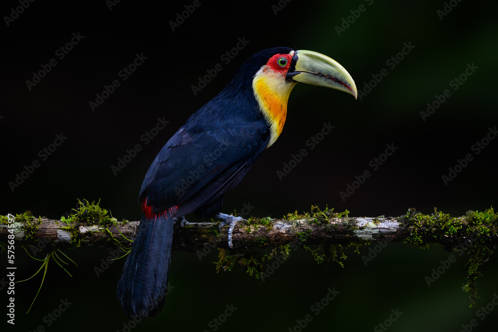 Red-breasted Toucan portrait on mossy stick on rainy day against dark green background Red-breasted Toucan portrait on mossy stick on rainy day against dark green background