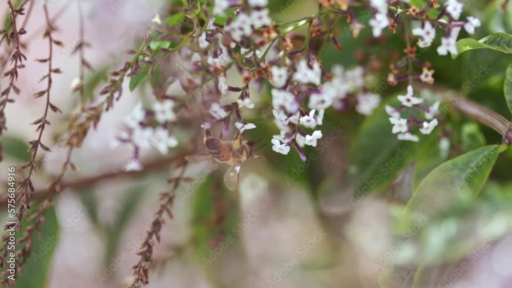 video of bees taking pollen from the flowers of a plant. Concept of animal life, nature.