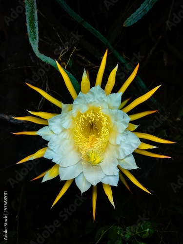 yellow flower on black background