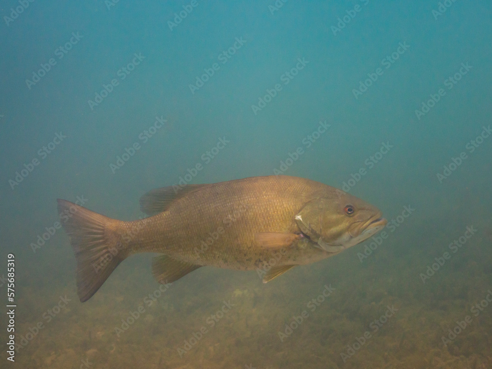 Smallmouth Bass Smallmouth Bass