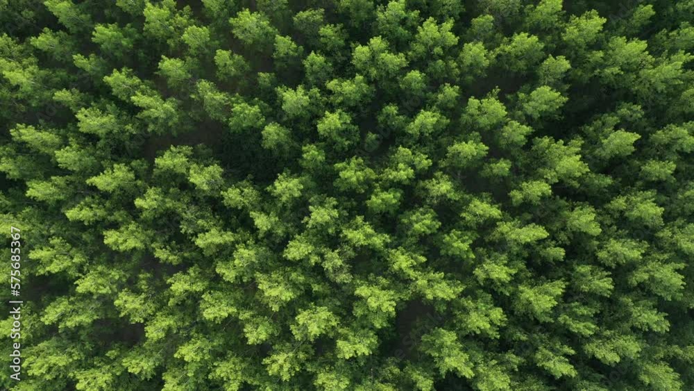 Green poplar forest from above, aerial drone pov of deciduous treetops