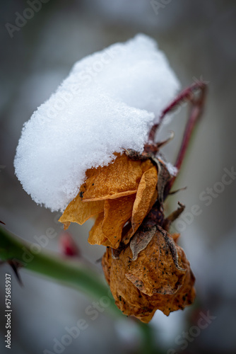 Dried flowers of a spray rose covered with snow on a bush branch