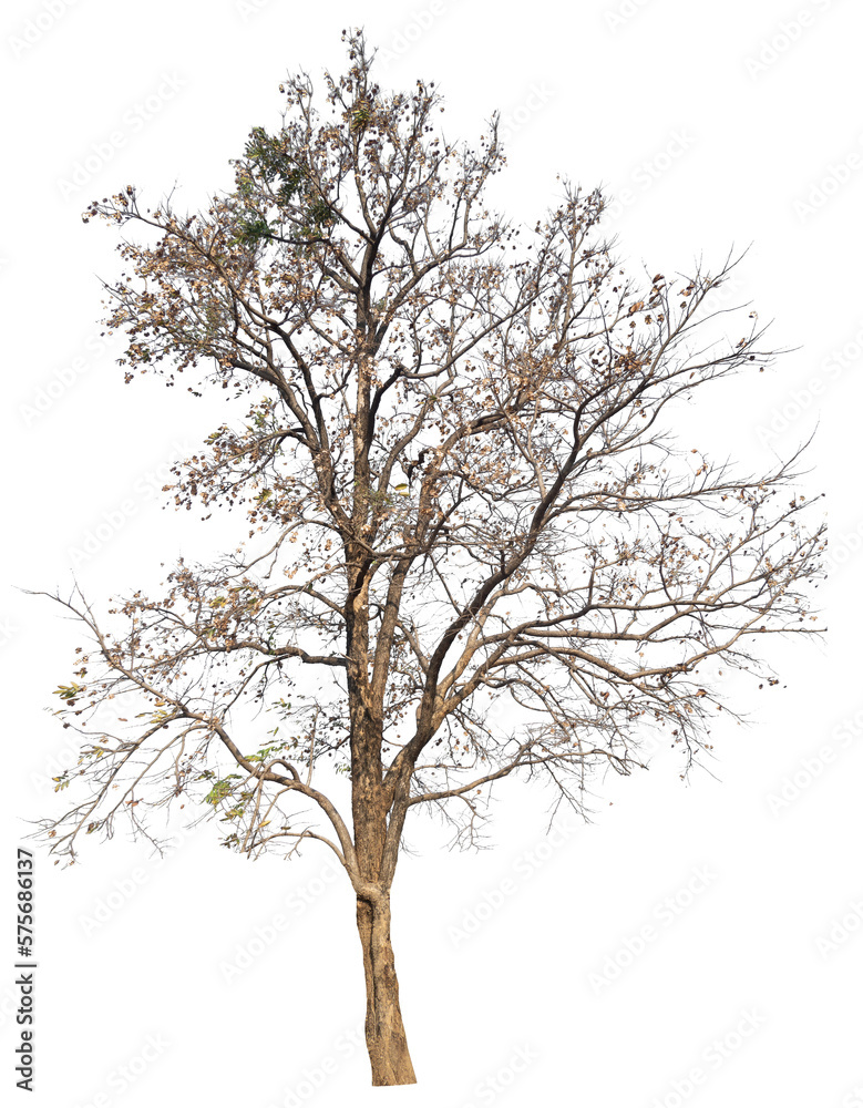 PNG tree with removed original background for easy to drag and drop in new project PNG tree with removed original background for easy to drag and drop in new project