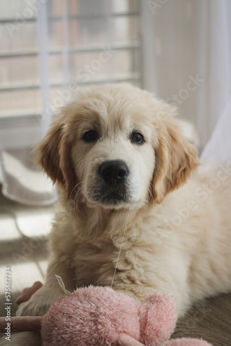 golden retriever puppy portrait looking in the camera