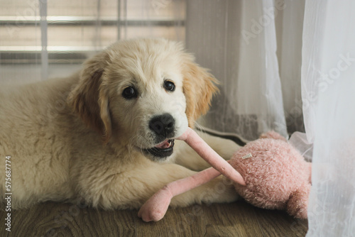 Fototapeta Naklejka Na Ścianę i Meble -  portrait of golden retriever puppy playing with toy 