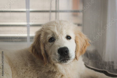 golden retriever puppy portrait
