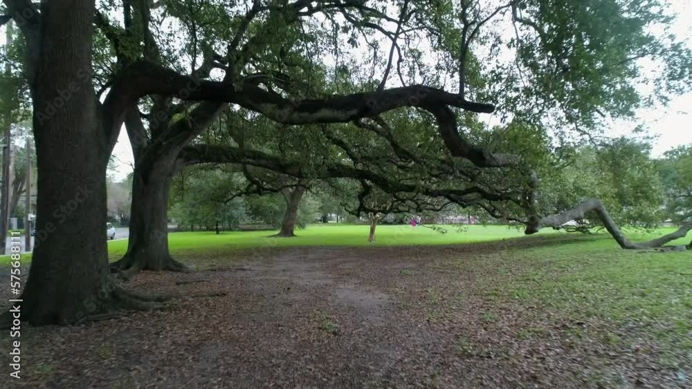 Aerial: Drone Forward Shot Cars On Road By Tranquil Park With Trees - New Orleans, Louisiana Aerial: Drone Forward Shot Cars On Road By Tranquil Park With Trees - New Orleans, Louisiana